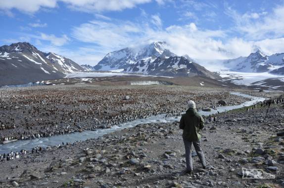 Visita a St Andrews Bay, na Geórgia do Sul, a maior colônia de pinguins rei do mundo, com quase 1 milhão de aves